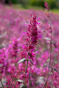 Garden Agastache Flower Seeds