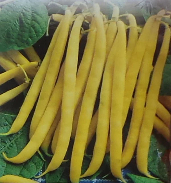 Venezia Bean Vegetable Seeds for Your Garden