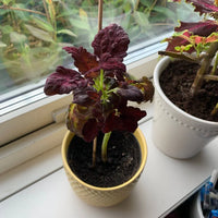 Garden Black Dragon Coleus Seeds