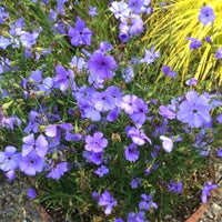 Garden Blue Oculata Flower Seeds