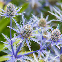 Garden Blue Sea Holly Flower Seeds