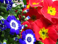 Garden Cineraria Flower Seeds