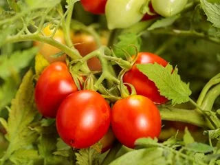 Birdie Rouge Tomato Seeds for Planting  High-Quality Heirloom Tomato Seeds