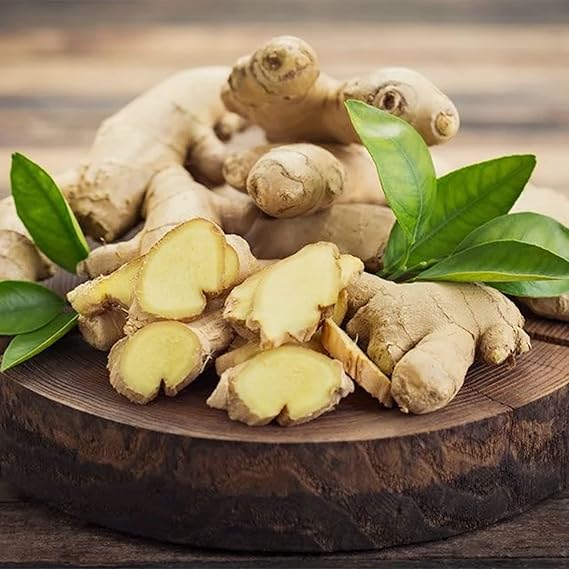 Ginger plants growing in garden