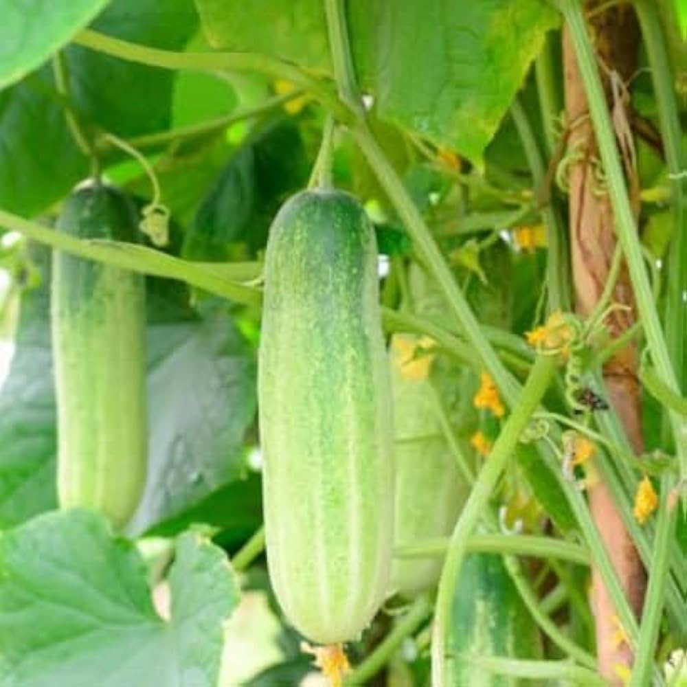 Long Greek cucumbers growing in garden