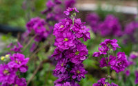Garden Matthiola Deep Purple Flower Seeds