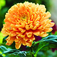Garden Orange Chrysanthemum Seeds