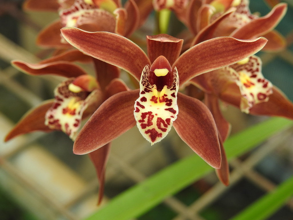 Garden Orchid Flower Seeds