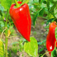 Leutschauer Paprika plants growing in garden