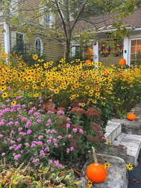 Garden Perennial Flower Seeds For Planting - Beautiful Year-Round Blooms