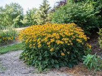 Garden Perennial Flower Seeds For Planting - Beautiful Year-Round Blooms