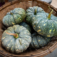 Rican Pumpkin plants growing in garden
