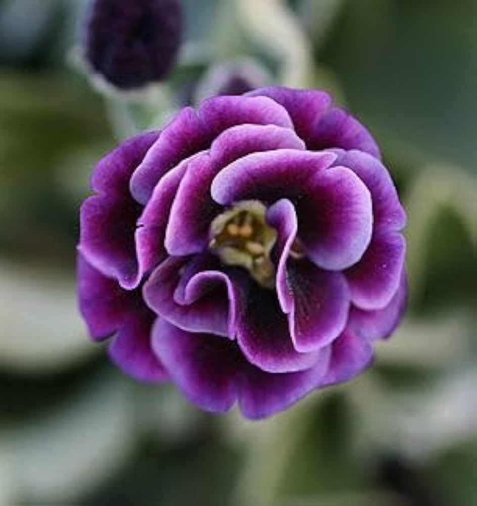 Garden Violet Primrose Flower Seeds