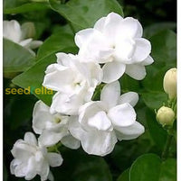 Gardenia Flower Seeds For Planting  Beautiful Fragrant Blooms