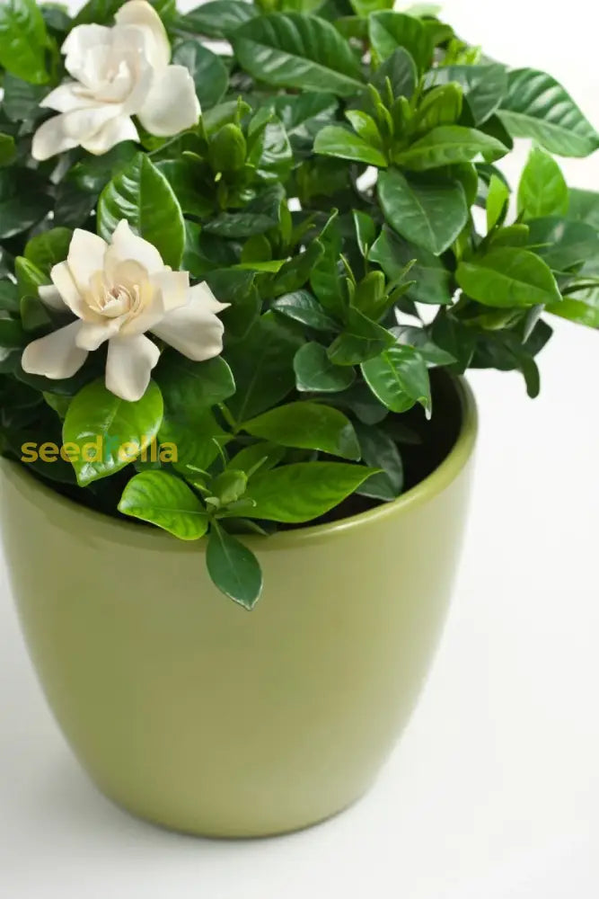 Gardenia Flower Seeds For Planting  Beautiful Fragrant Blooms