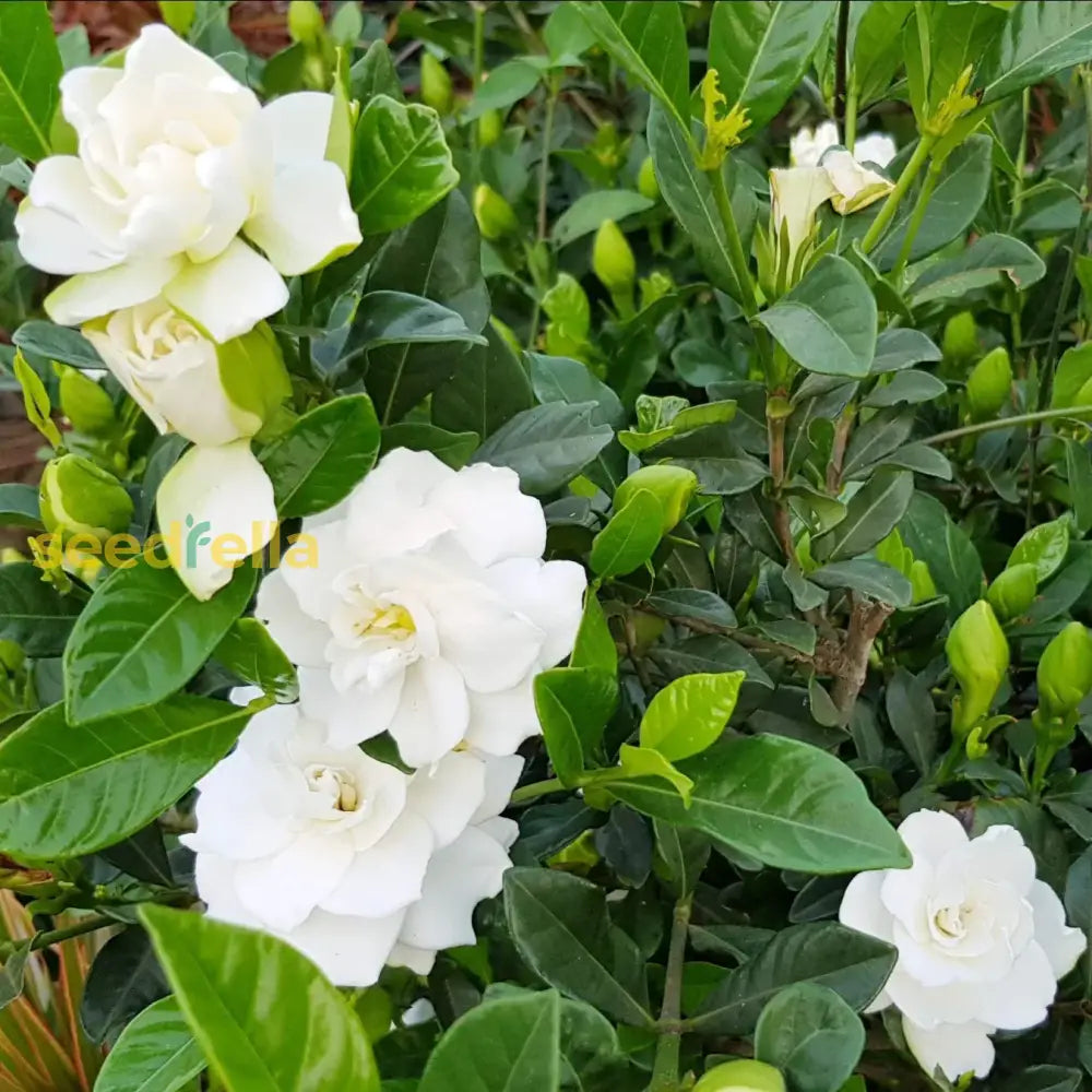 Gardenia Flower Seeds For Planting  Beautiful Fragrant Blooms