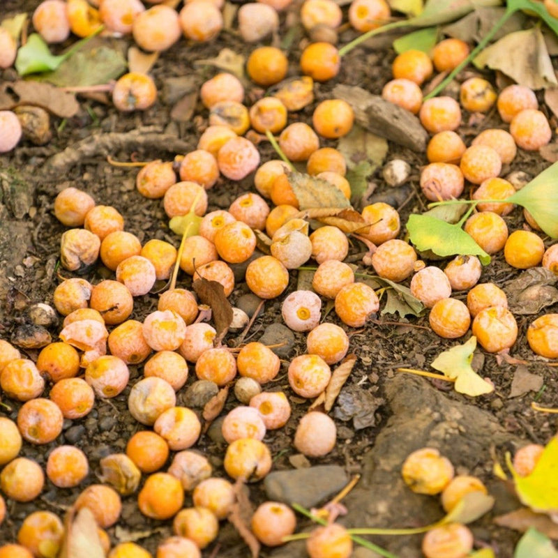 Orange Ginkgo Seeds for Easy Planting