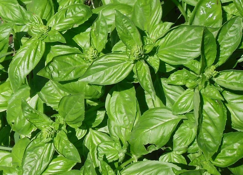 Genovese Basil grown from seeds in containers and raised beds