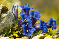 Gentiana Scabra Seeds For Planting - Beautiful Blue Flower
