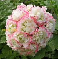 Geranium Apple Blossom Planting Seeds For Vibrant Garden Blooms Flower