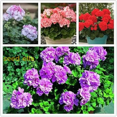 100 Pcs