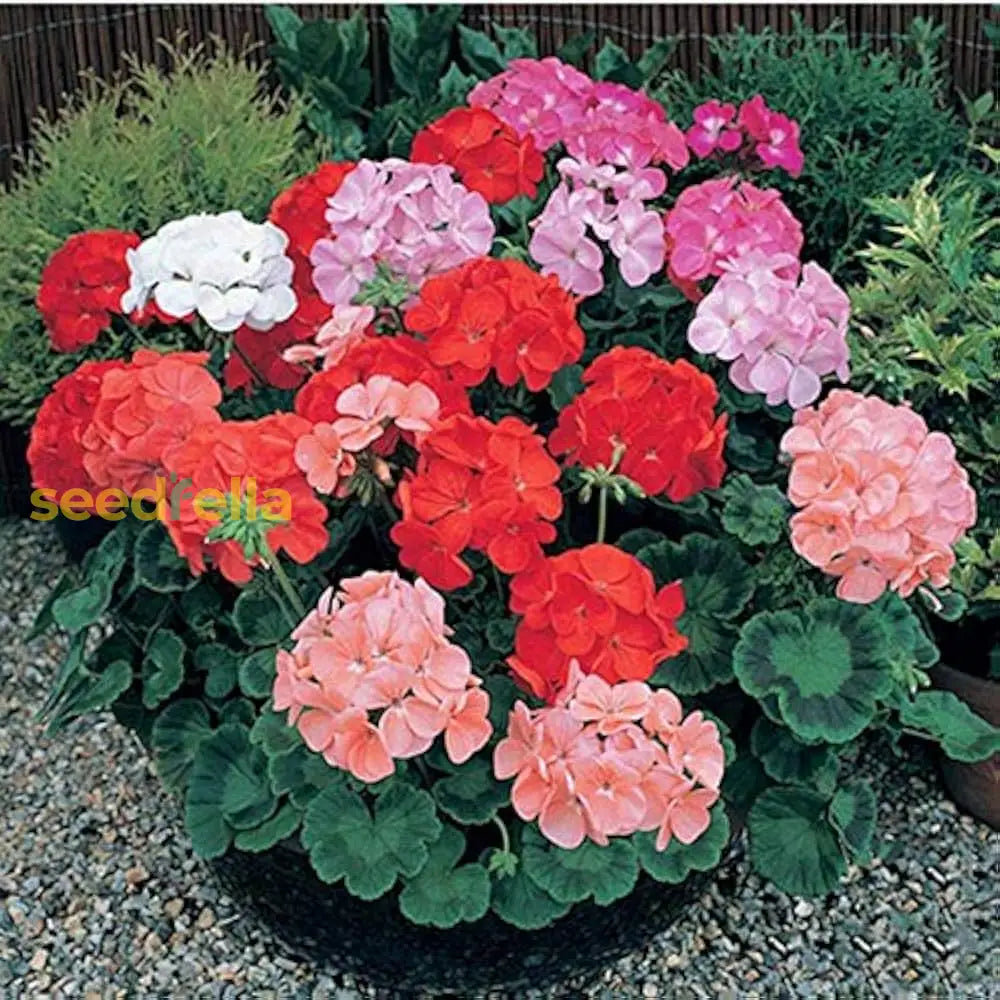Geranium Mix Pelargonium Flower Seeds For Planting | Vibrant Annual Your Garden