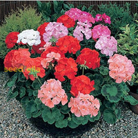Geranium Mix Pelargonium Flower Seeds For Planting | Vibrant Annual Your Garden