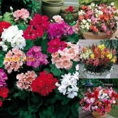 100 Pcs