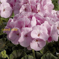Geranium Pink Flower Planting Seeds For A Vibrant Garden