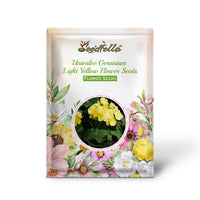 Light yellow geranium seeds germination seedlings