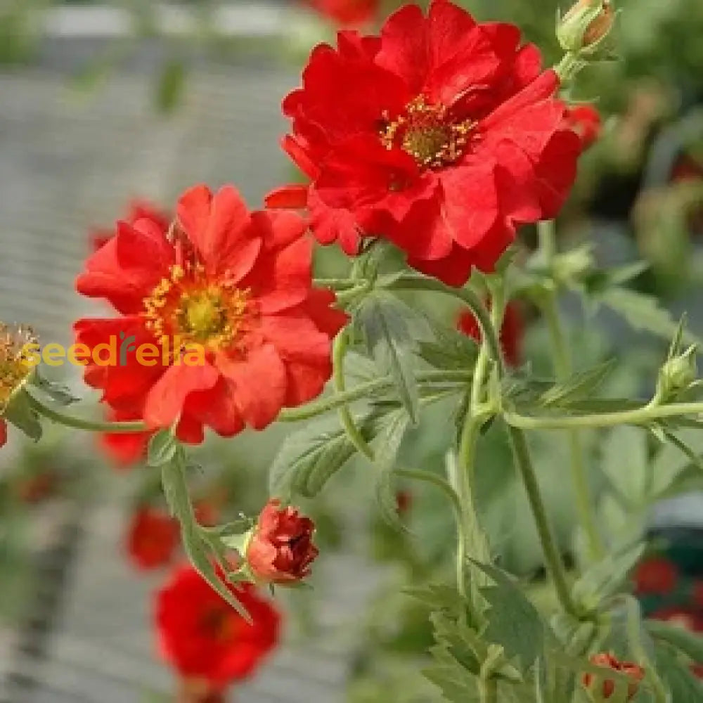 Geum Flower Planting Seeds  Vibrant Perennial Blooms For Your Garden