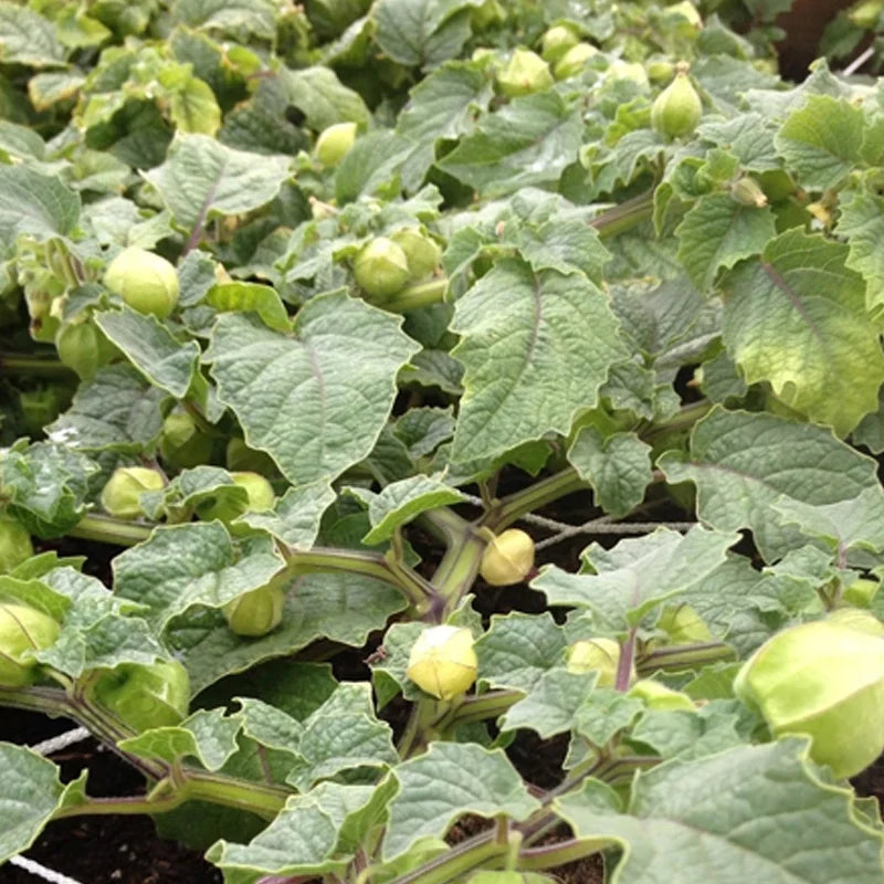 Pineapple Tomatillo Seeds for Rare Yellow Fruits, Eastern European Variety
