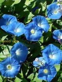 Giant Blue Moon Flower Seeds For Planting | Premium Vibrant Gardens