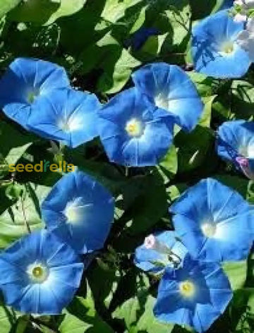 Giant Blue Moon Flower Seeds For Planting | Premium Vibrant Gardens