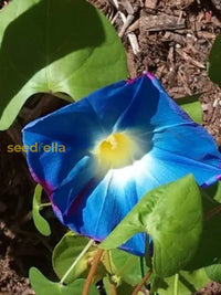 Giant Blue Moon Flower Seeds For Planting | Premium Vibrant Gardens
