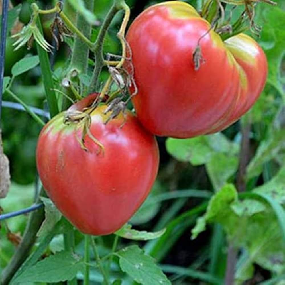 Large oxheart tomatoes grown from Giant Red Oxheart Tomato Seeds