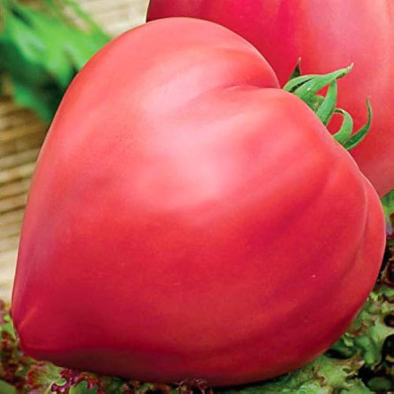 Giant Red Oxheart Tomato Seeds producing large oxheart tomatoes