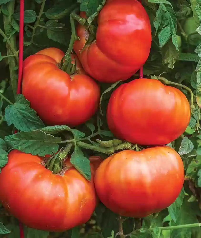 Giant red tomatoes growing on the vine