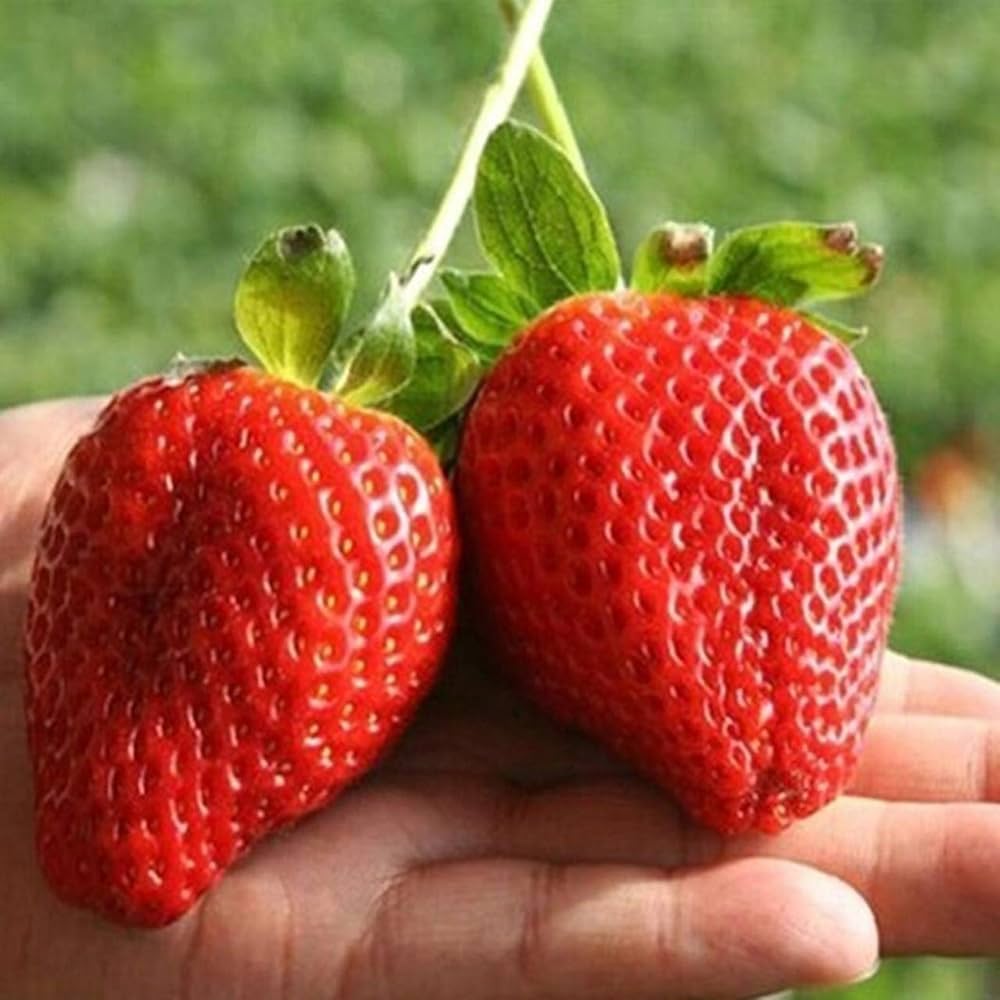 Giant strawberry seeds Fragaria pantassa large edible fruit plant for home garden