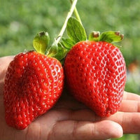 Giant strawberry seeds Fragaria pantassa large edible fruit plant for home garden