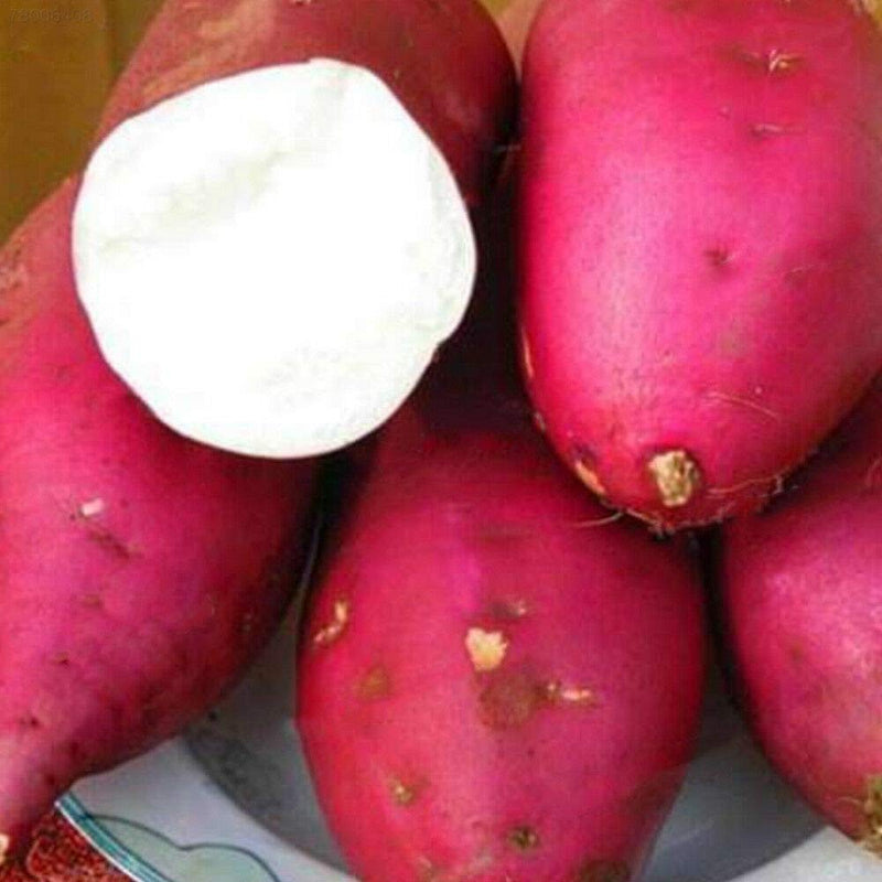 Giant Sweet Potato seeds for home gardens