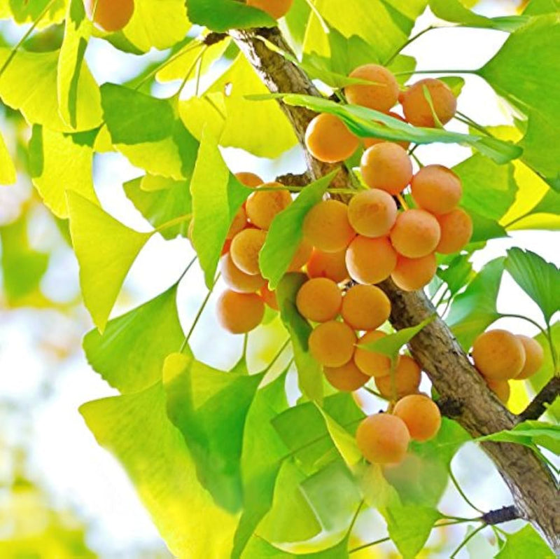 Ginkgo Biloba tree with upright pyramidal growth habit and yellow leaves