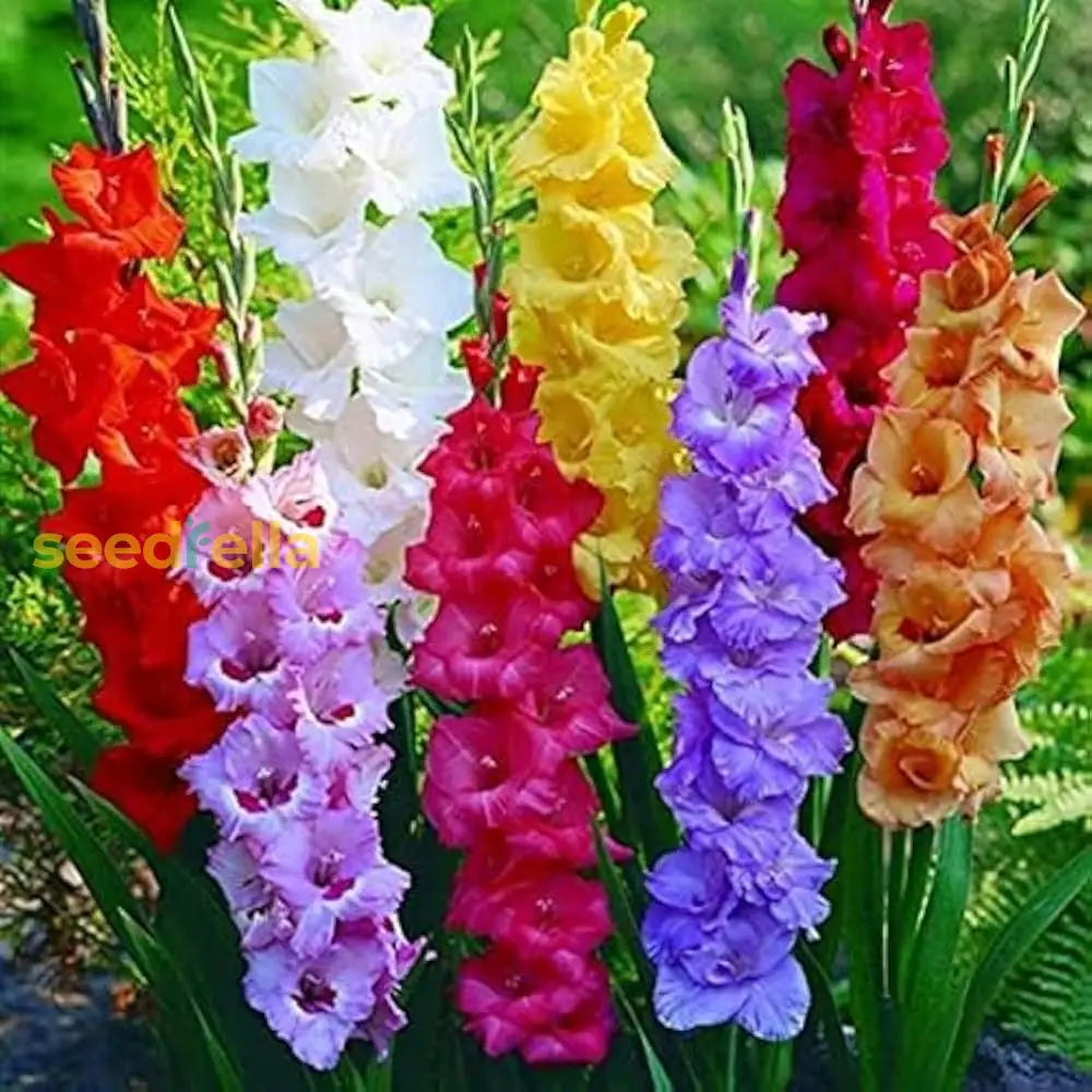 Gladiolus Mic Flower Planting Seeds For Vibrant Garden Blooms