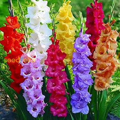 100 Pcs