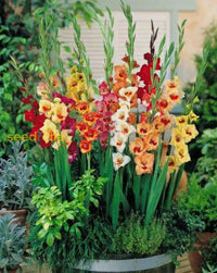 Gladiolus Mic Flower Planting Seeds For Vibrant Garden Blooms