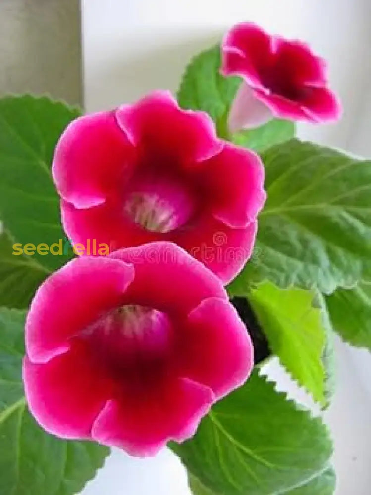 Sinningia Gloxinia seeds for containers and garden beds