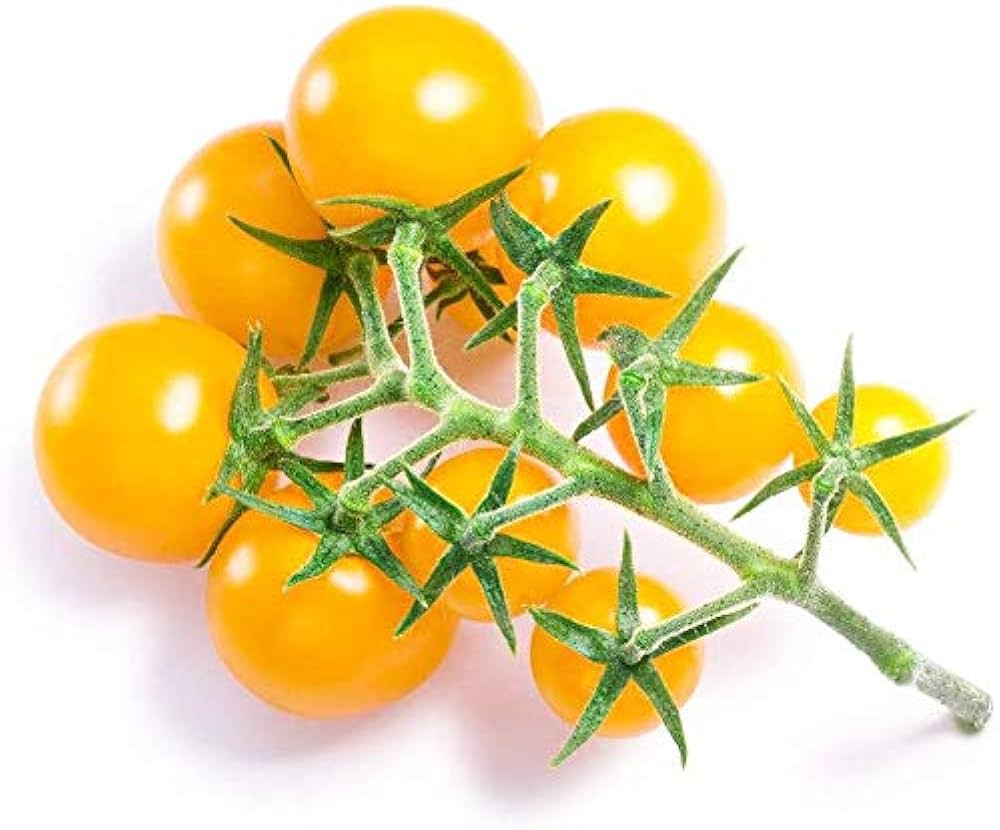Gold Currant heirloom tomato plant with clusters
