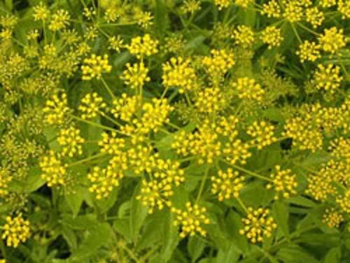 Golden Alexander seeds Zizia aurea producing bright yellow native blooms