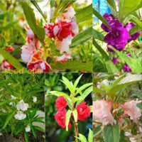 Golden Camellia Flower Seeds For Planting - Premium Quality Your Garden
