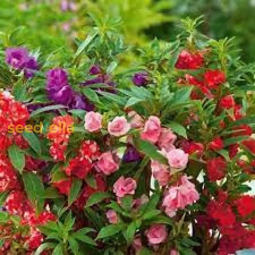 Golden Camellia Flower Seeds For Planting - Premium Quality Your Garden